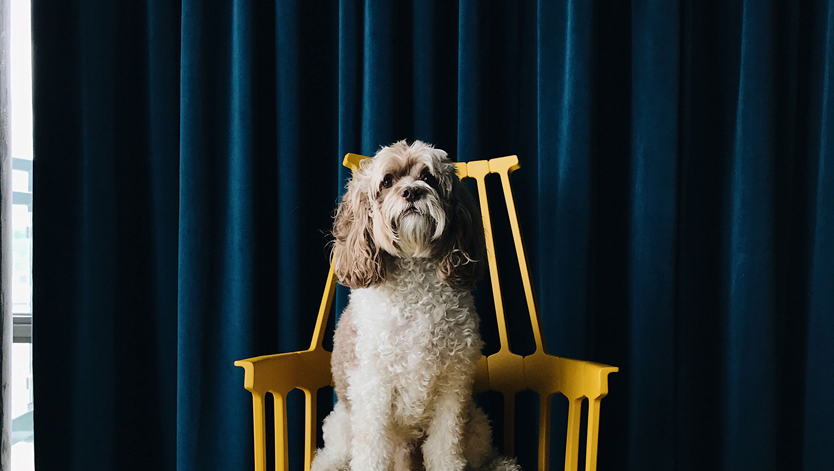 Dog on Chair