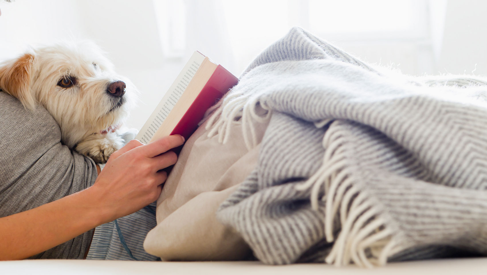 Dog on bed with person reading a book