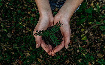 Plant in hands