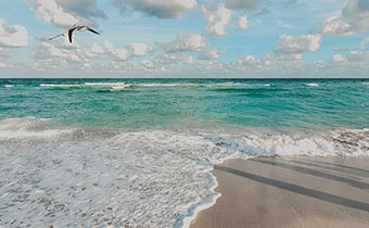 Bird flies above beach